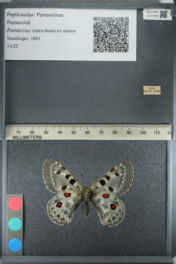 Media type: image;   Entomology 174798